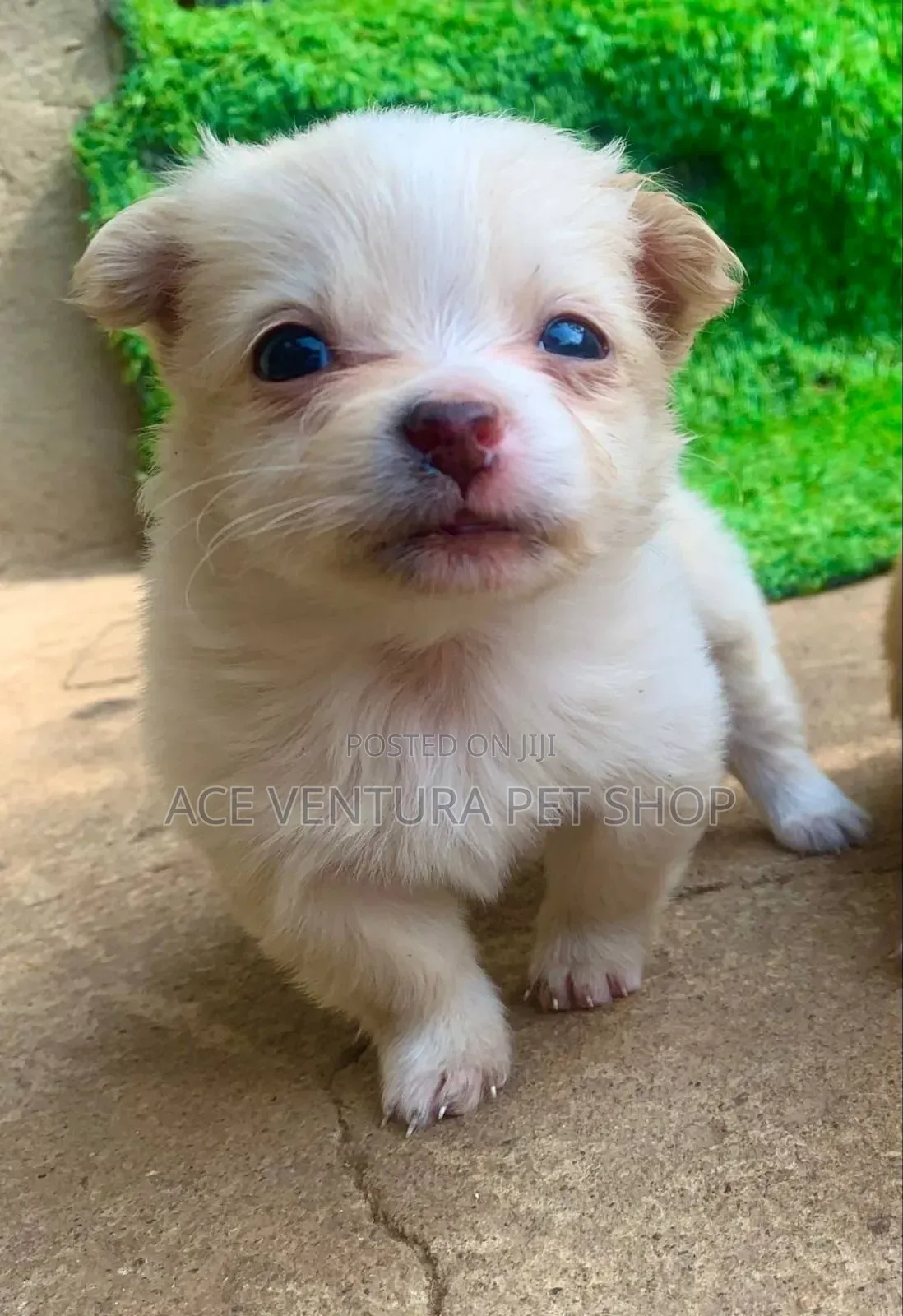1-3 months Male Purebred Pomeranian