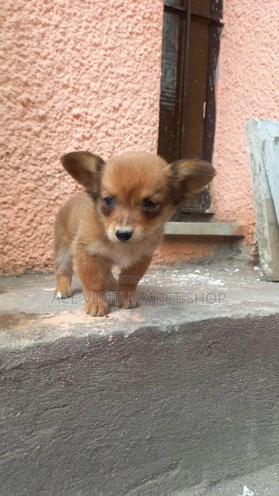 1-3 months Male Purebred Pomeranian
