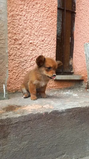 1-3 months Male Purebred Pomeranian