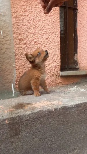 1-3 months Male Purebred Pomeranian