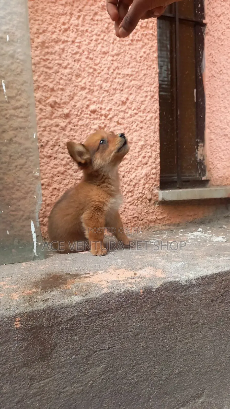 1-3 months Male Purebred Pomeranian