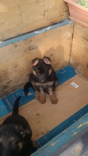 1-3 months Male Purebred German Shepherd