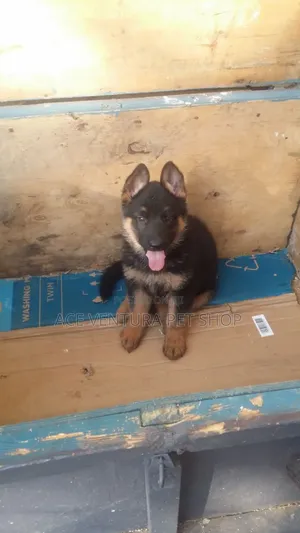 1-3 months Male Purebred German Shepherd