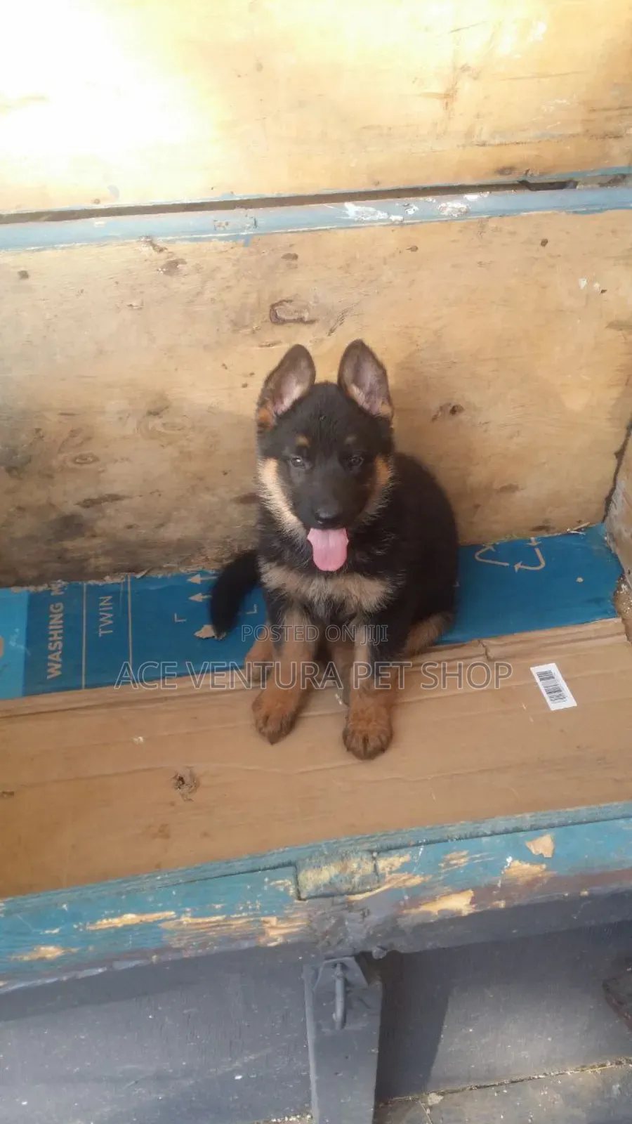 1-3 months Male Purebred German Shepherd