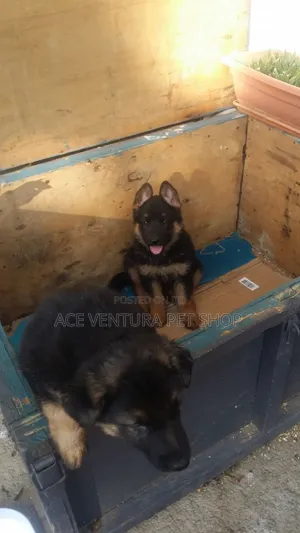 1-3 months Male Purebred German Shepherd