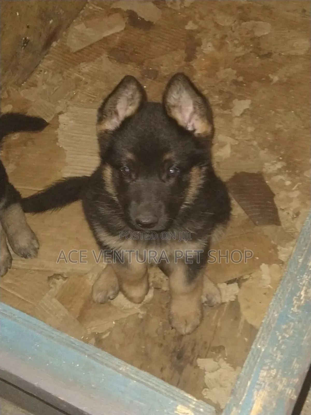 1-3 months Male Purebred German Shepherd