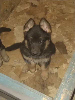 Photo - 1-3 months Male Purebred German Shepherd