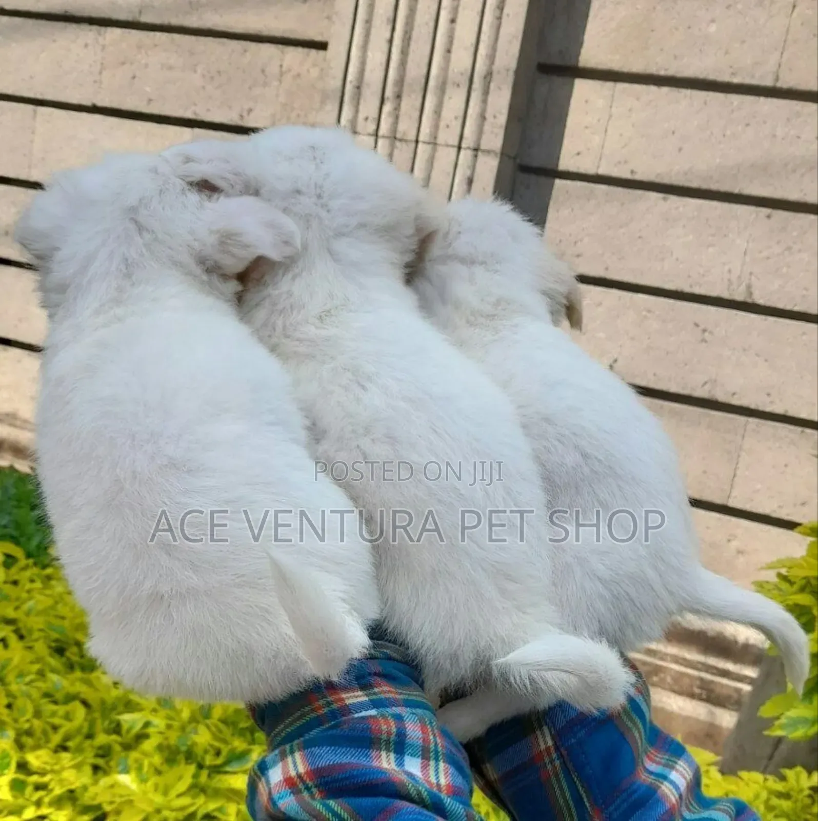 1-3 months Male Purebred Maltese