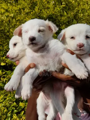 1-3 months Male Purebred Maltese