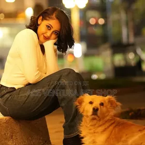 Photo - 1-3 months Male Purebred Maltese