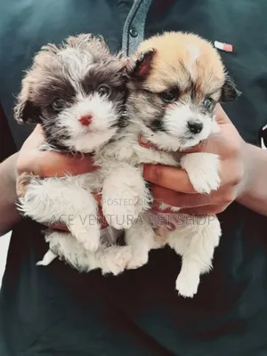 Photo - 1-3 months Male Purebred Maltese