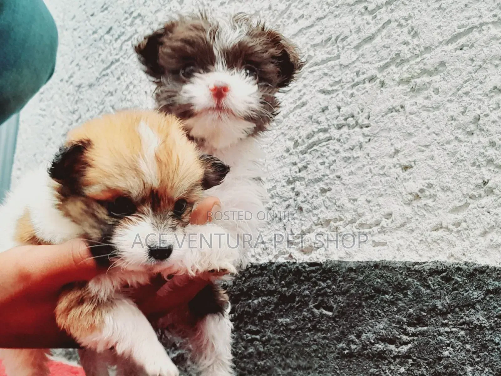 1-3 months Male Purebred Maltese