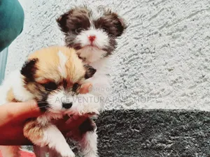 1-3 months Male Purebred Maltese