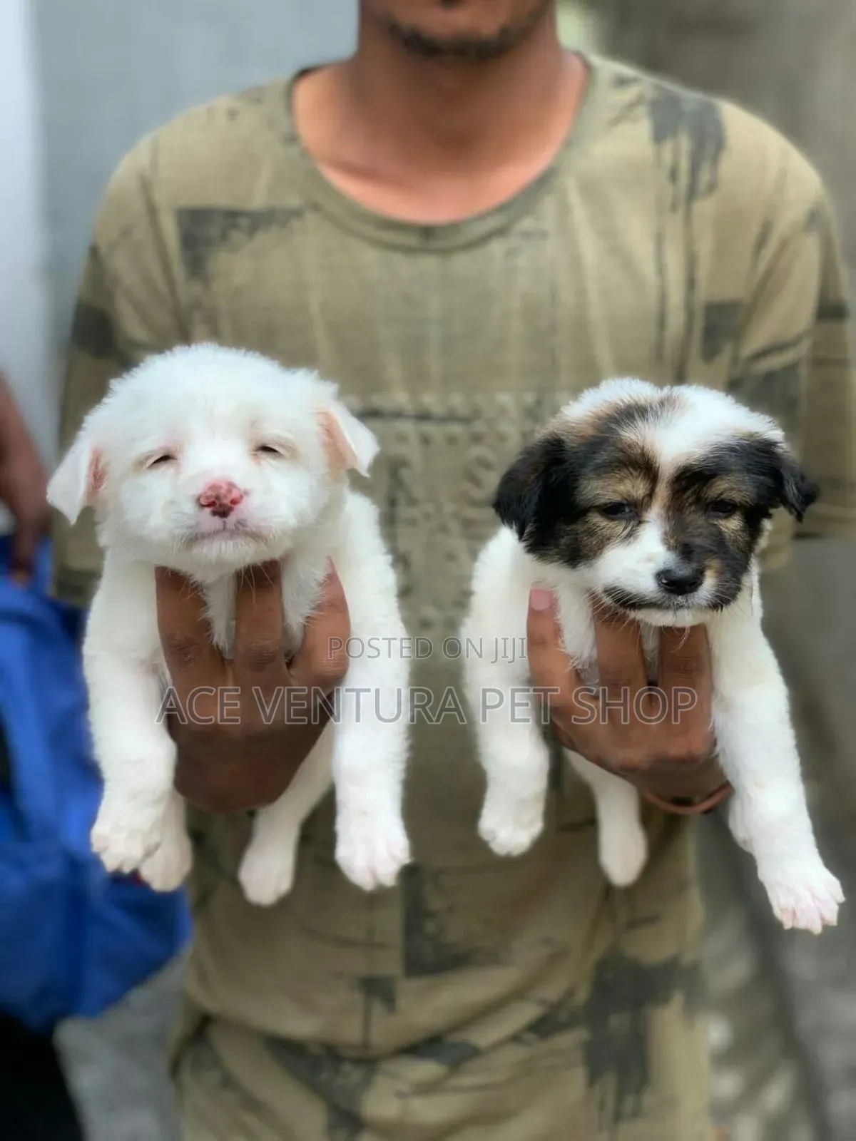 1-3 months Male Purebred Maltese