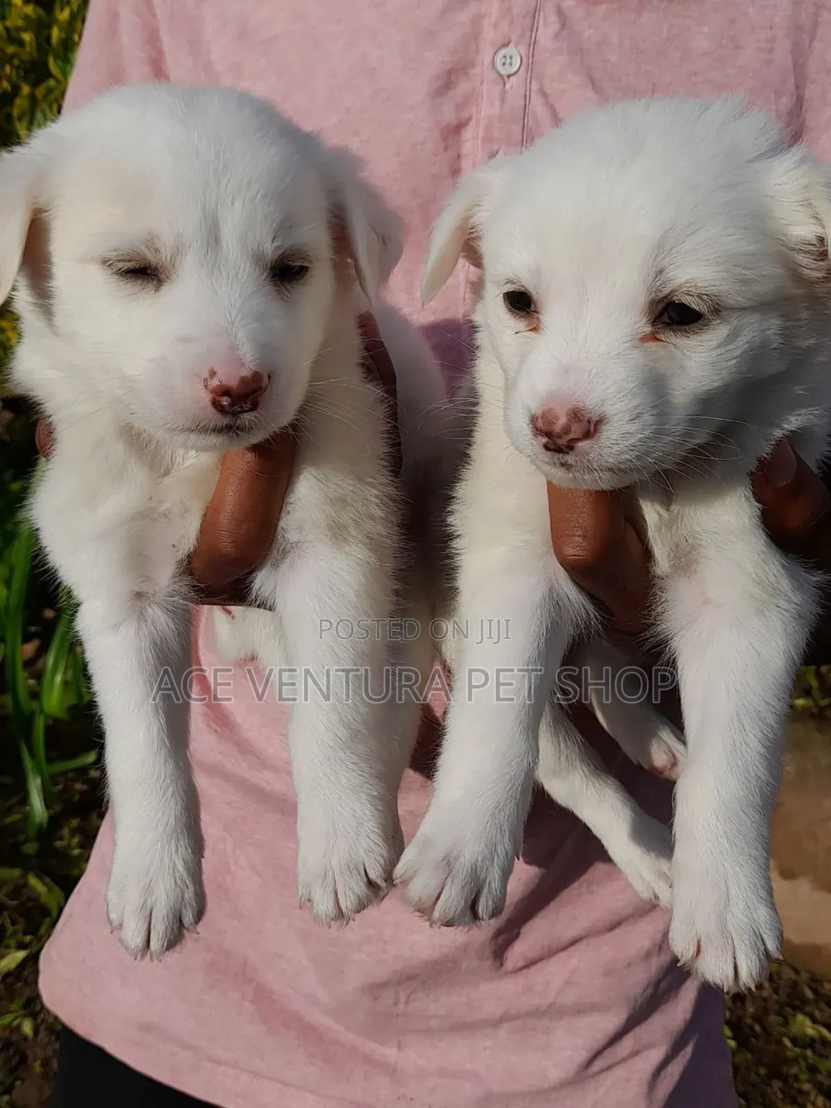 1-3 months Male Purebred Maltese
