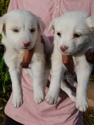 1-3 months Male Purebred Maltese