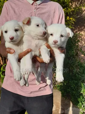 1-3 months Male Purebred Maltese