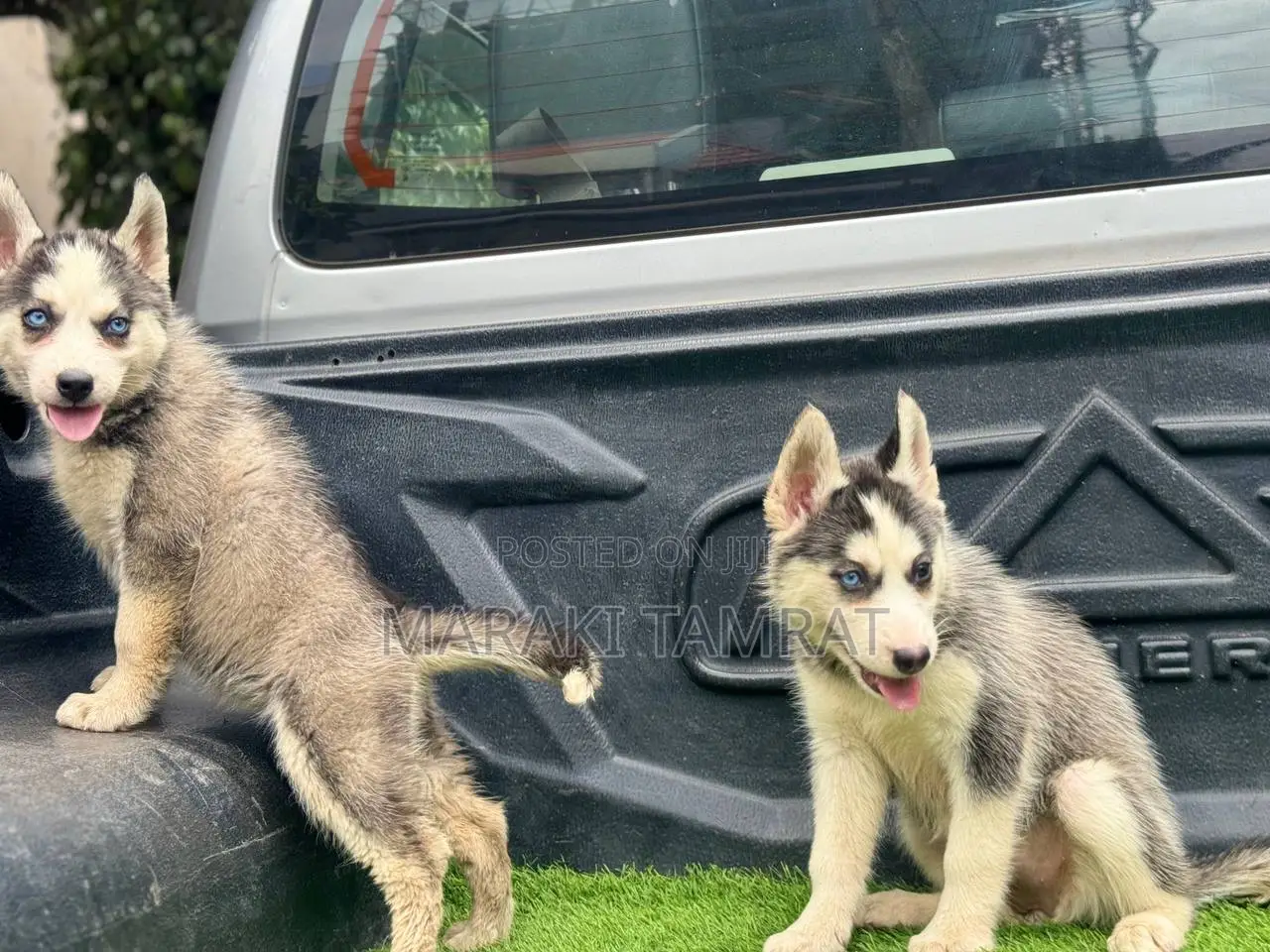 1-3 months Female Purebred Siberian Husky