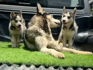 1-3 months Female Purebred Siberian Husky