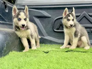 1-3 months Female Purebred Siberian Husky