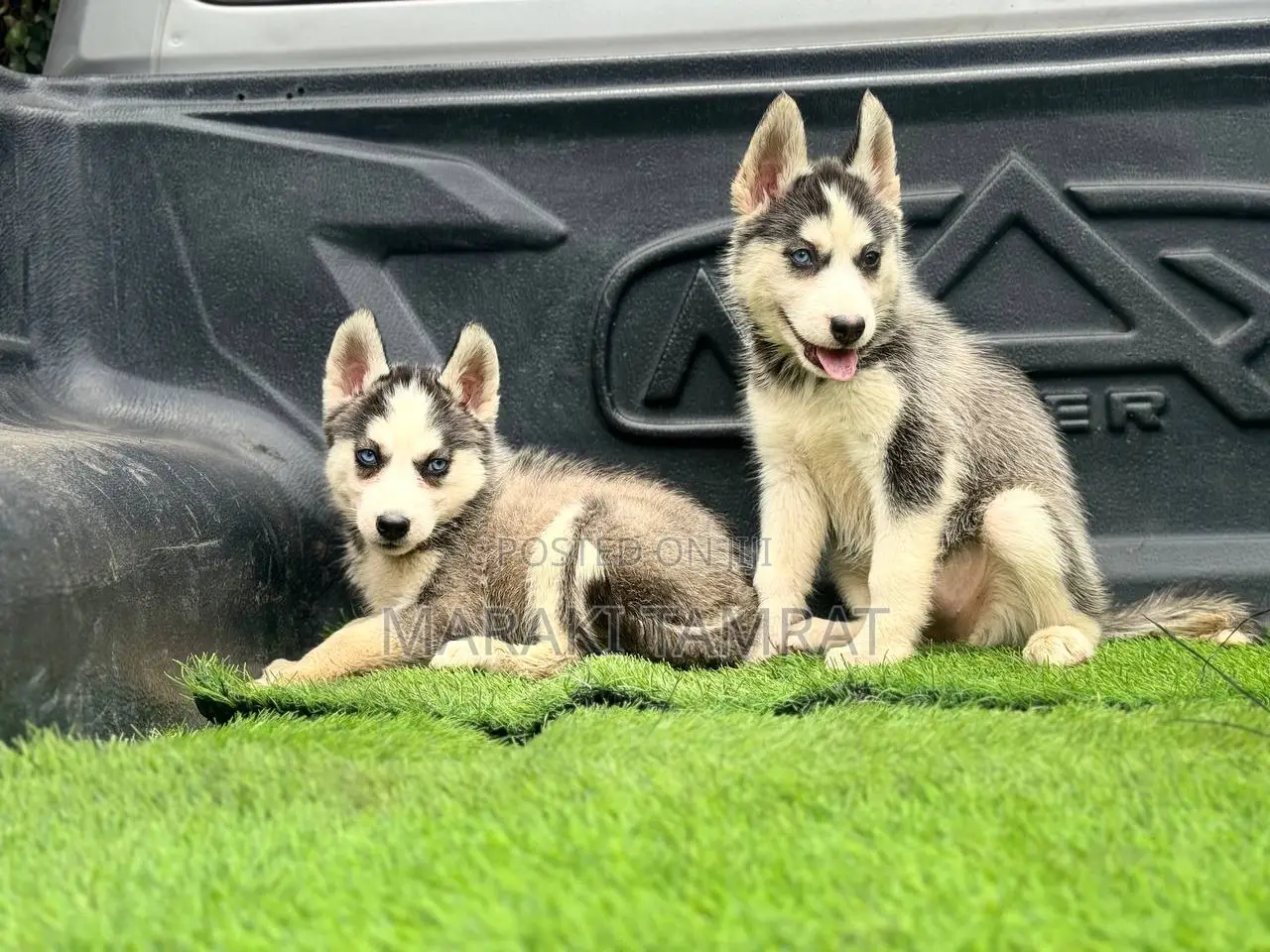 1-3 months Female Purebred Siberian Husky