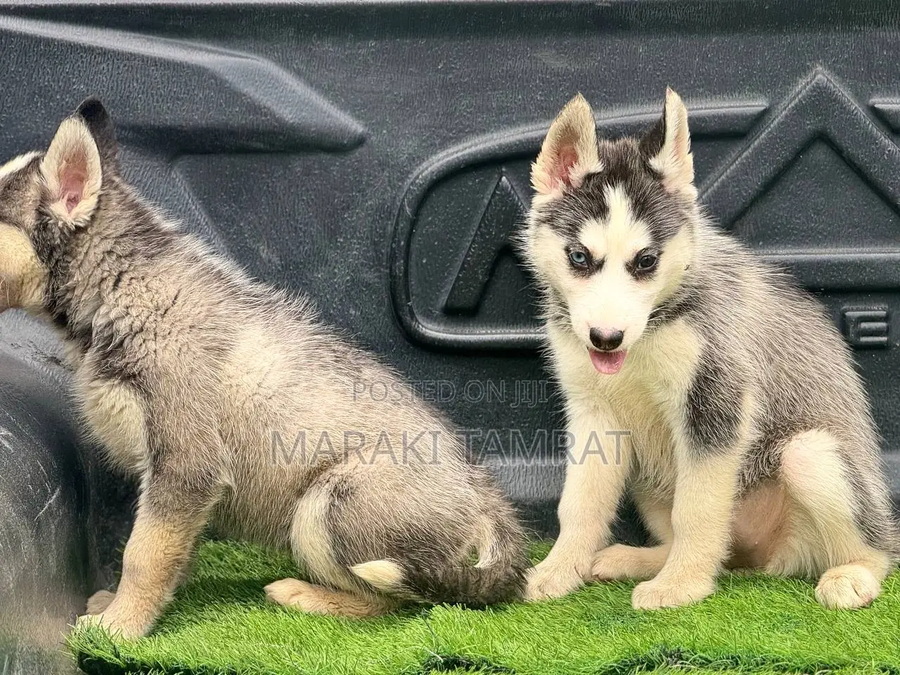 1-3 months Female Purebred Siberian Husky