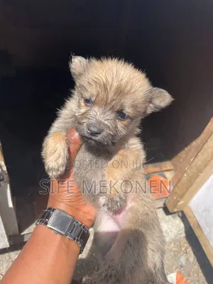 Photo - 1-3 months Male Purebred Chihuahua