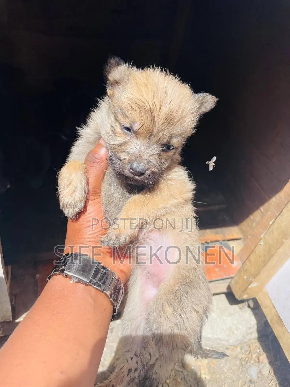 1-3 months Male Purebred Chihuahua