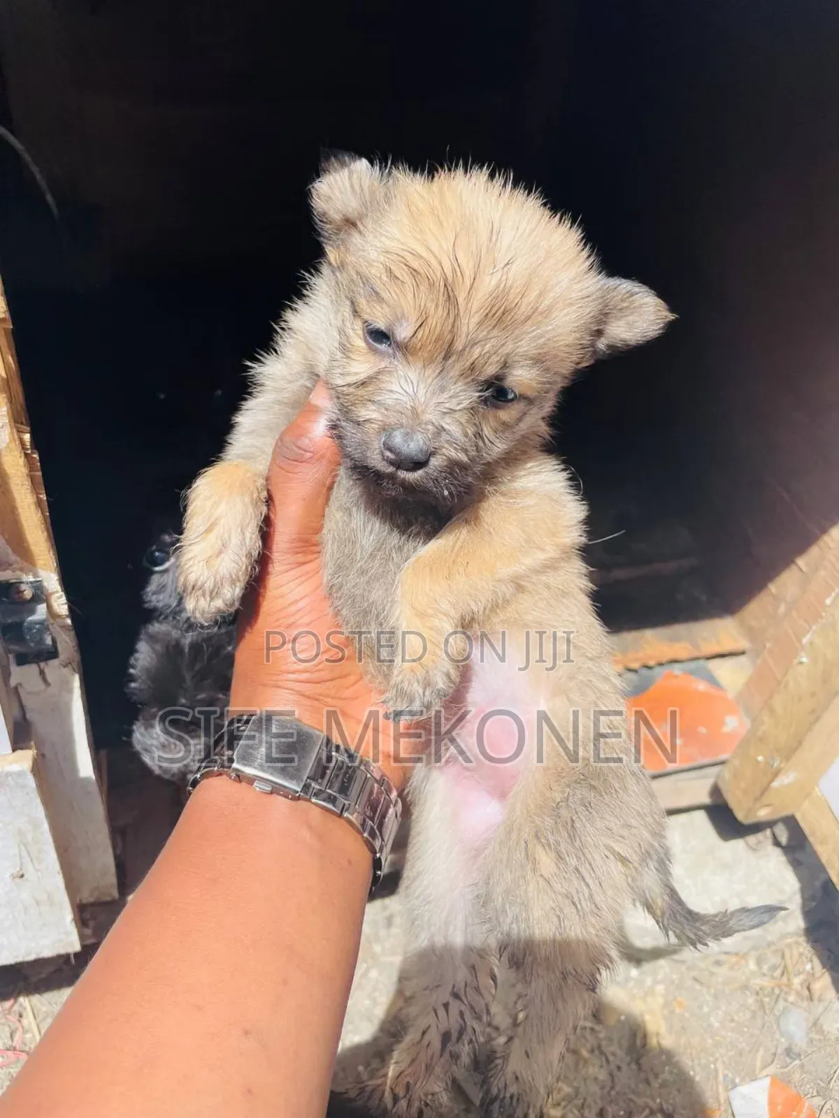 1-3 months Male Purebred Chihuahua