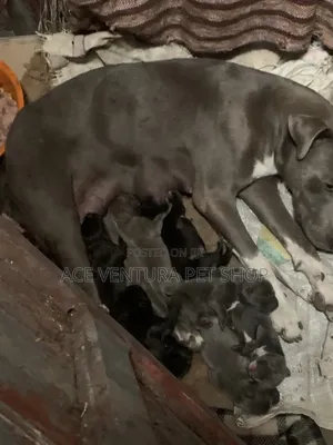 Photo - 1-3 months Male Purebred American Pit Bull Terrier