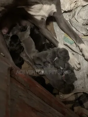 1-3 months Male Purebred American Pit Bull Terrier