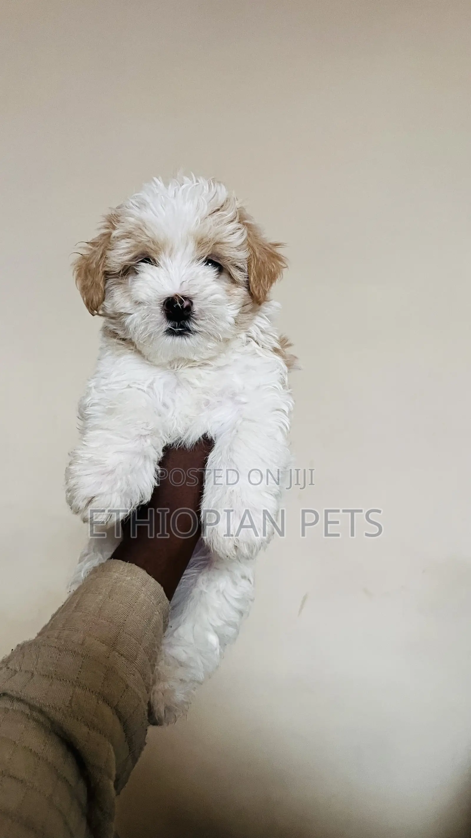 1-3 months Male Purebred Maltese Shih Tzu