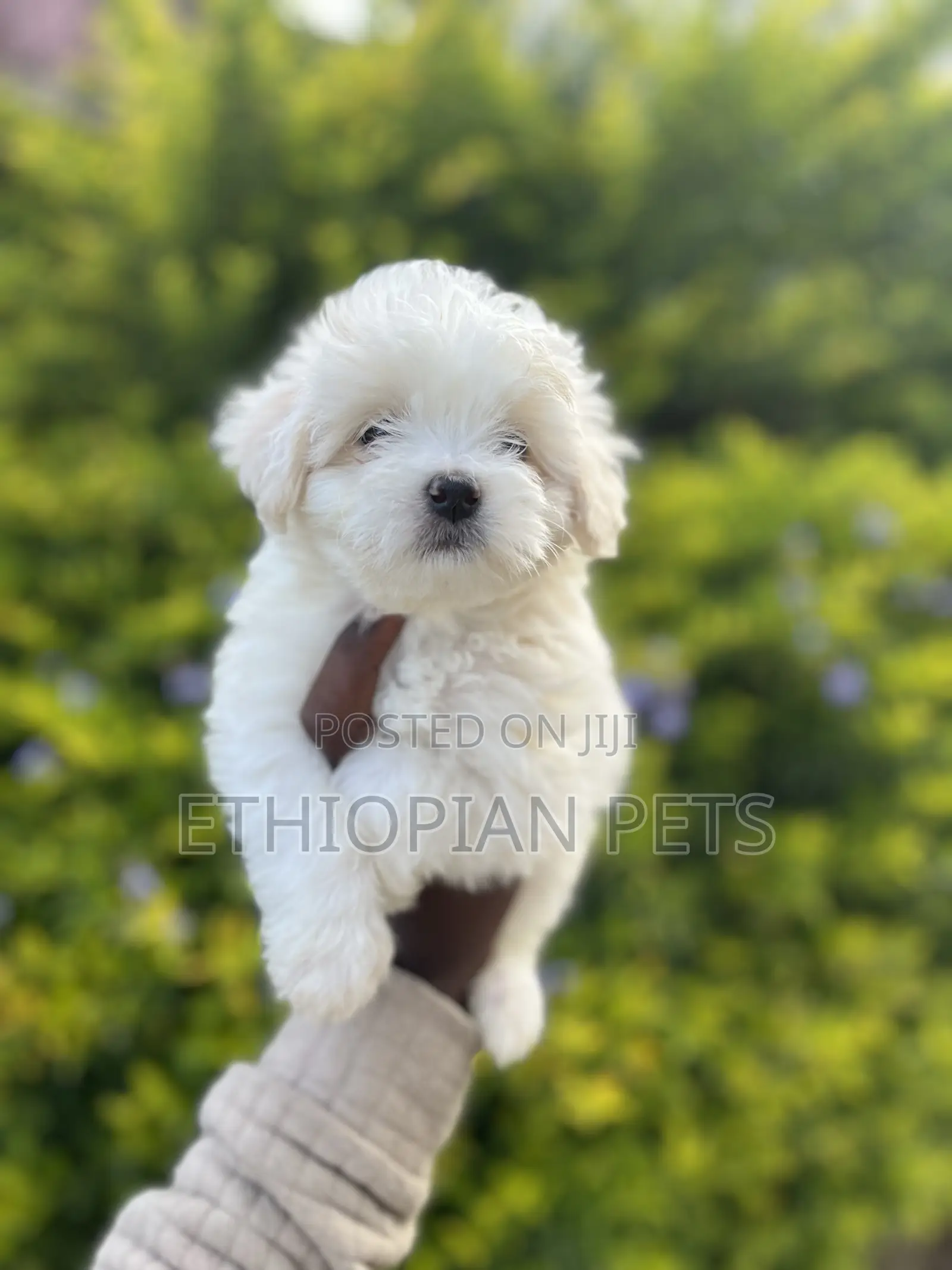 1-3 months Male Purebred Maltese