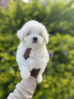 Photo - 1-3 months Male Purebred Maltese