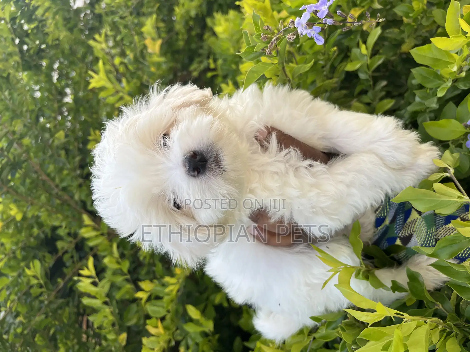 1-3 months Male Purebred Maltese