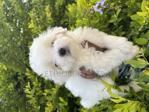 1-3 months Male Purebred Maltese