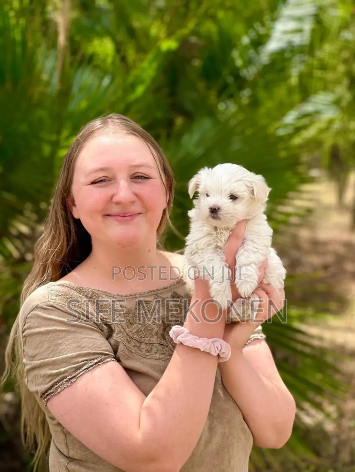 1-3 months Male Purebred Maltese