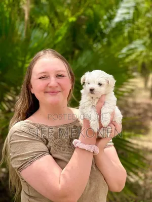 Photo - 1-3 months Male Purebred Maltese