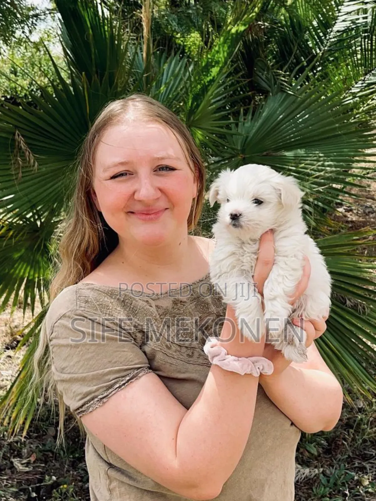 1-3 months Male Purebred Maltese