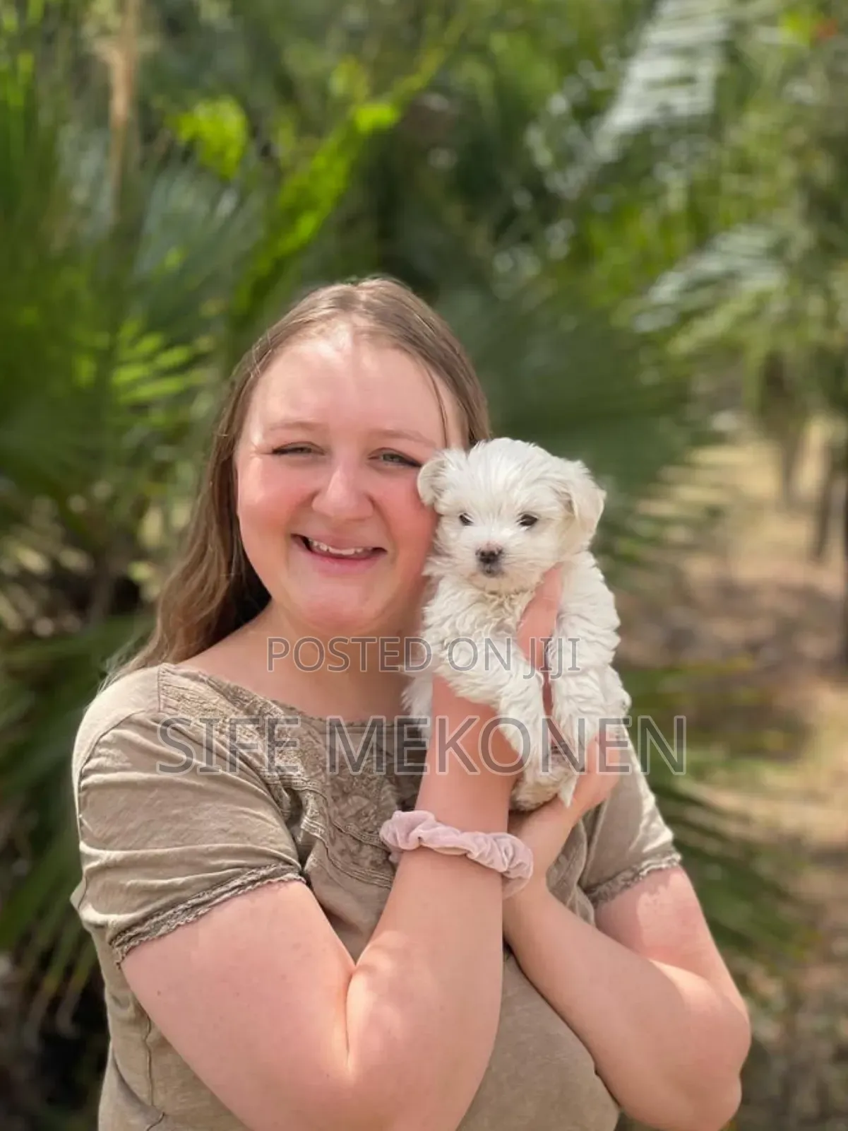 1-3 months Male Purebred Maltese