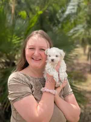 1-3 months Male Purebred Maltese