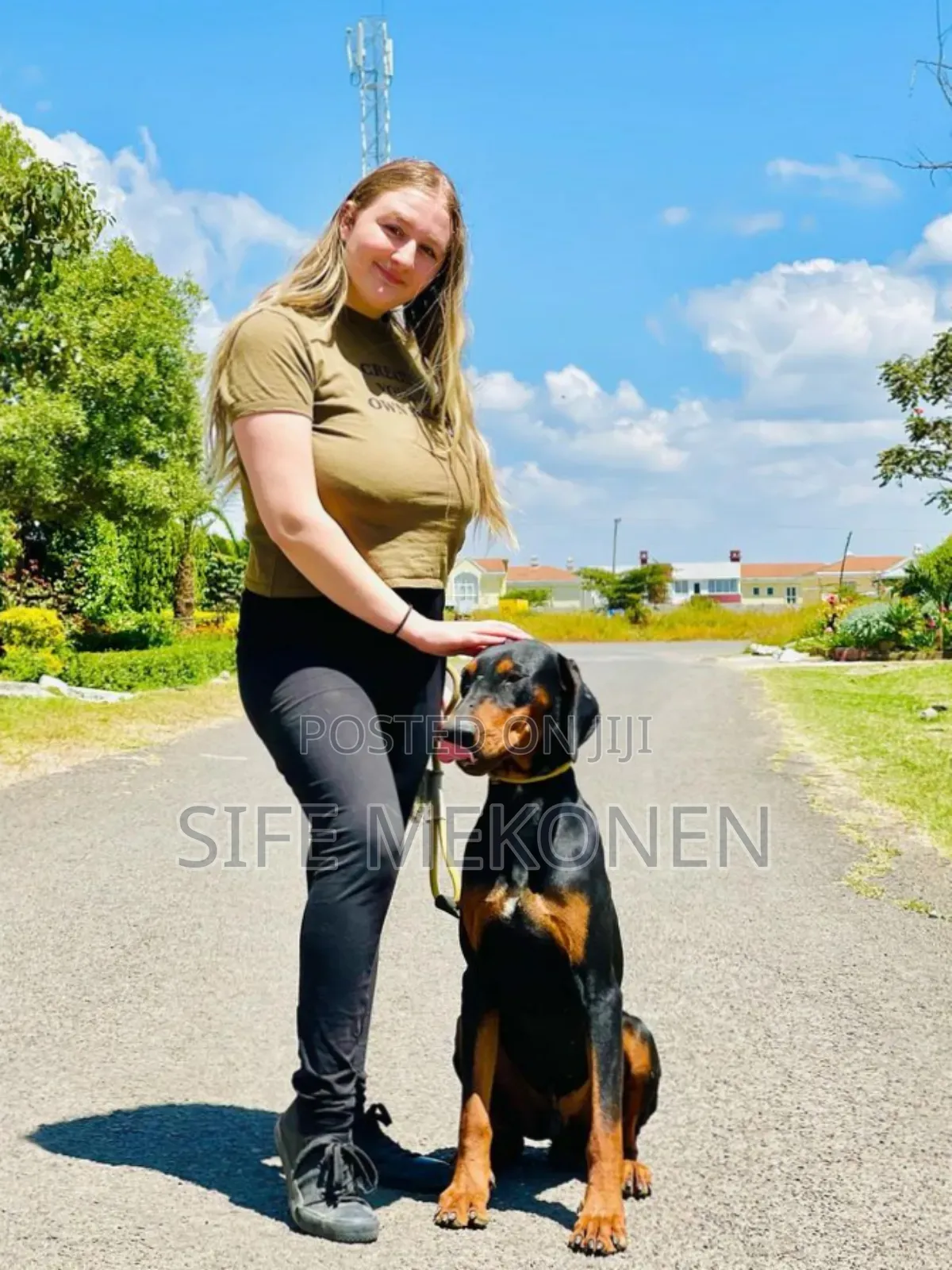 1-3 months Male Purebred Doberman Pinscher