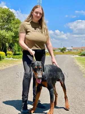 1-3 months Male Purebred Doberman Pinscher