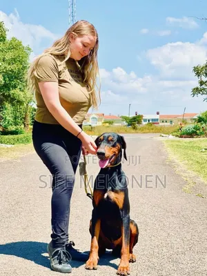 1-3 months Male Purebred Doberman Pinscher