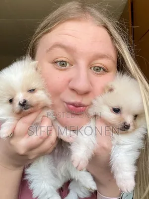 Photo - 1-3 months Male Purebred Pomeranian