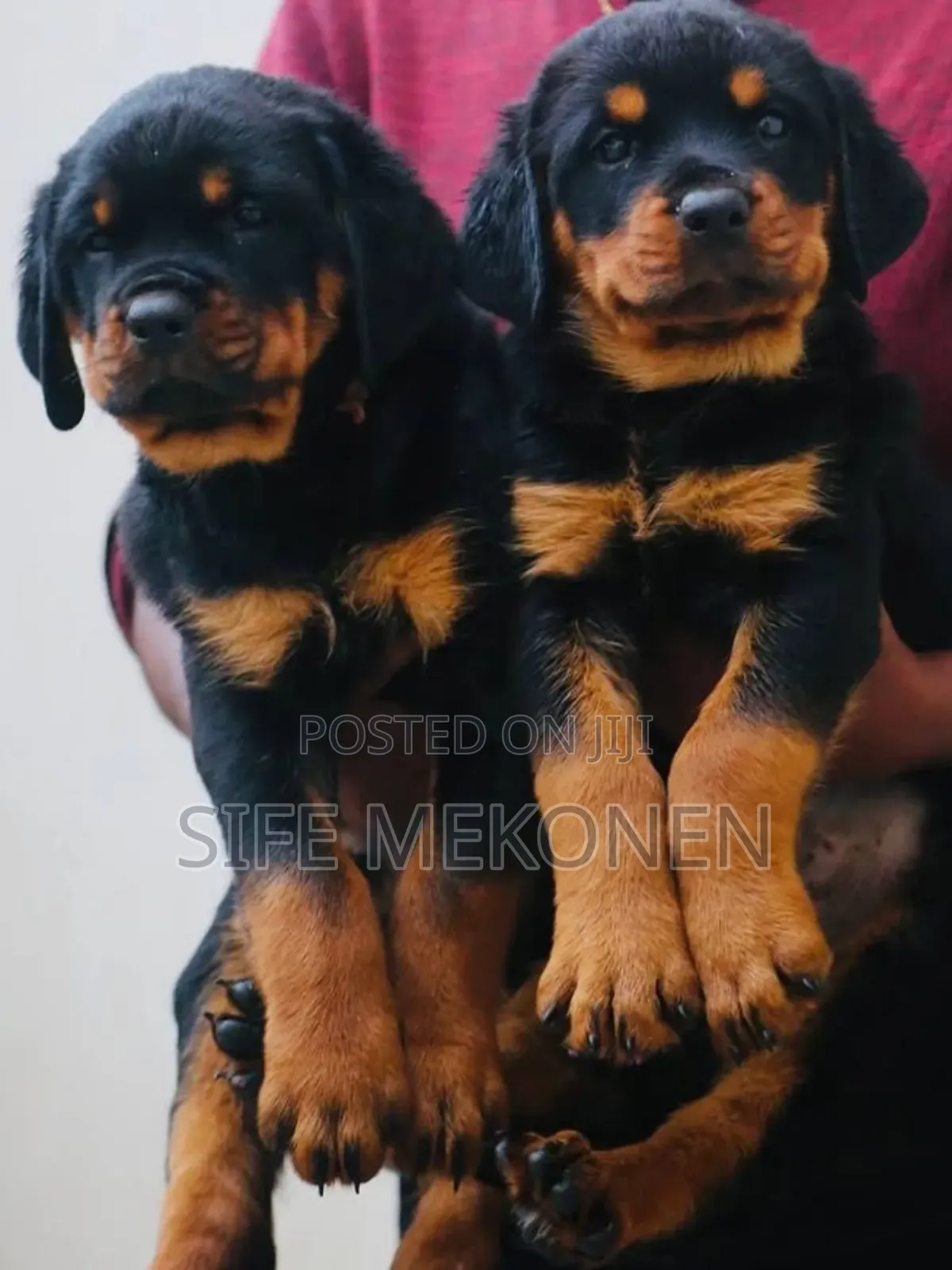 1-3 months Male Purebred Rottweiler