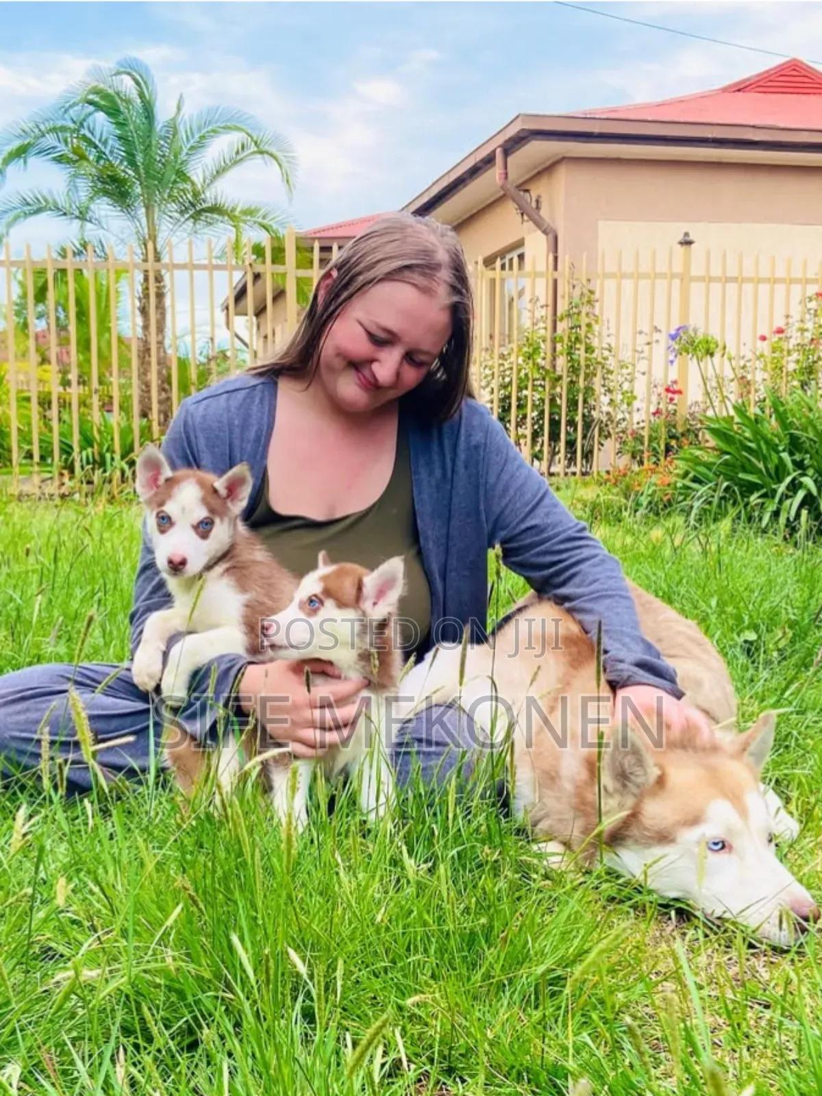 1-3 months Male Purebred Siberian Husky