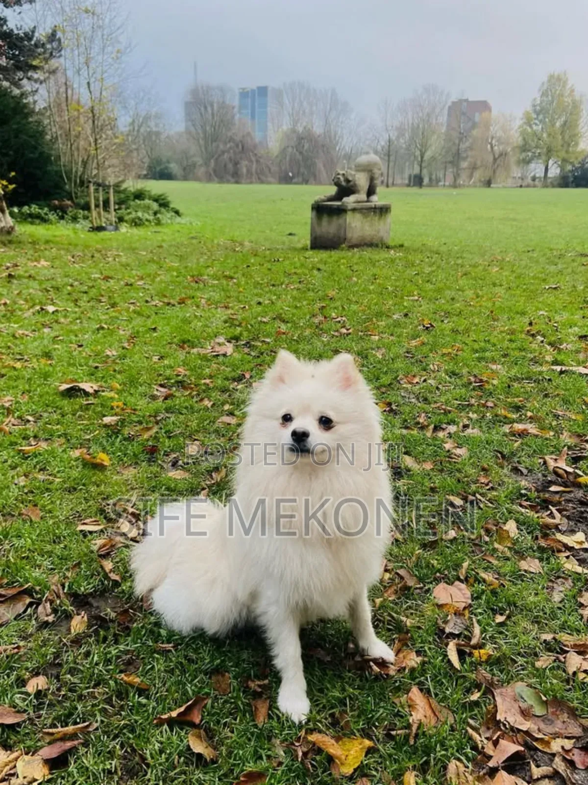 1-3 months Male Purebred Pomeranian