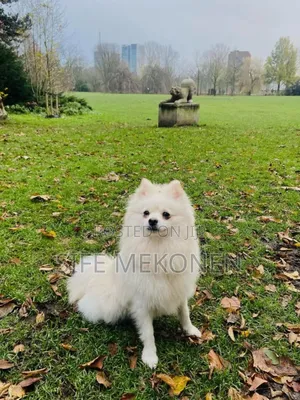 Photo - 1-3 months Male Purebred Pomeranian