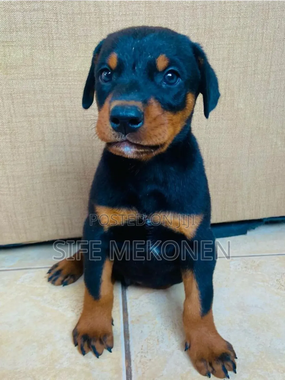 1-3 months Male Purebred Doberman Pinscher